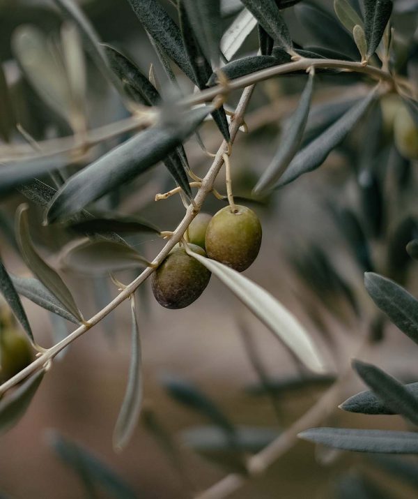 PLUMP ADDICTION privremeno povoljnije 30%