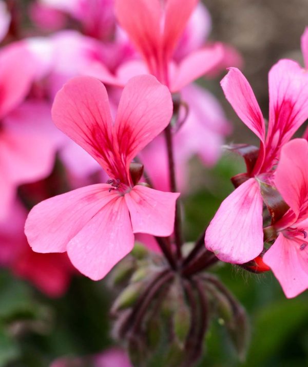 PLUMP ADDICTION privremeno povoljnije 30%